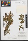 Foto von Salix waldsteiniana Willd.